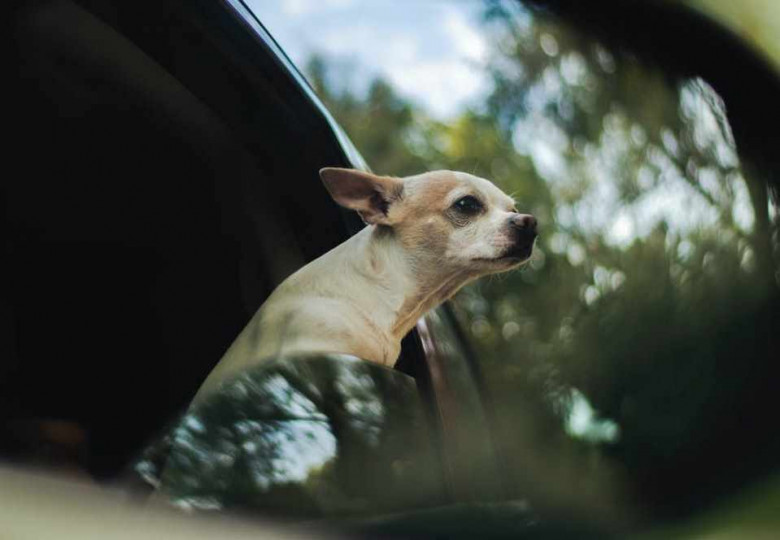 Собака в машине (Фото: Pexels.com)